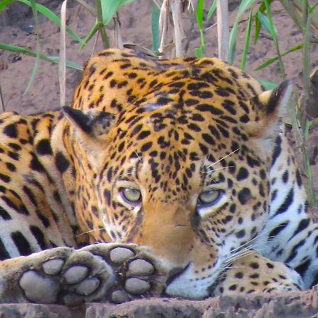 Tambopata Ecolodge Esterno foto