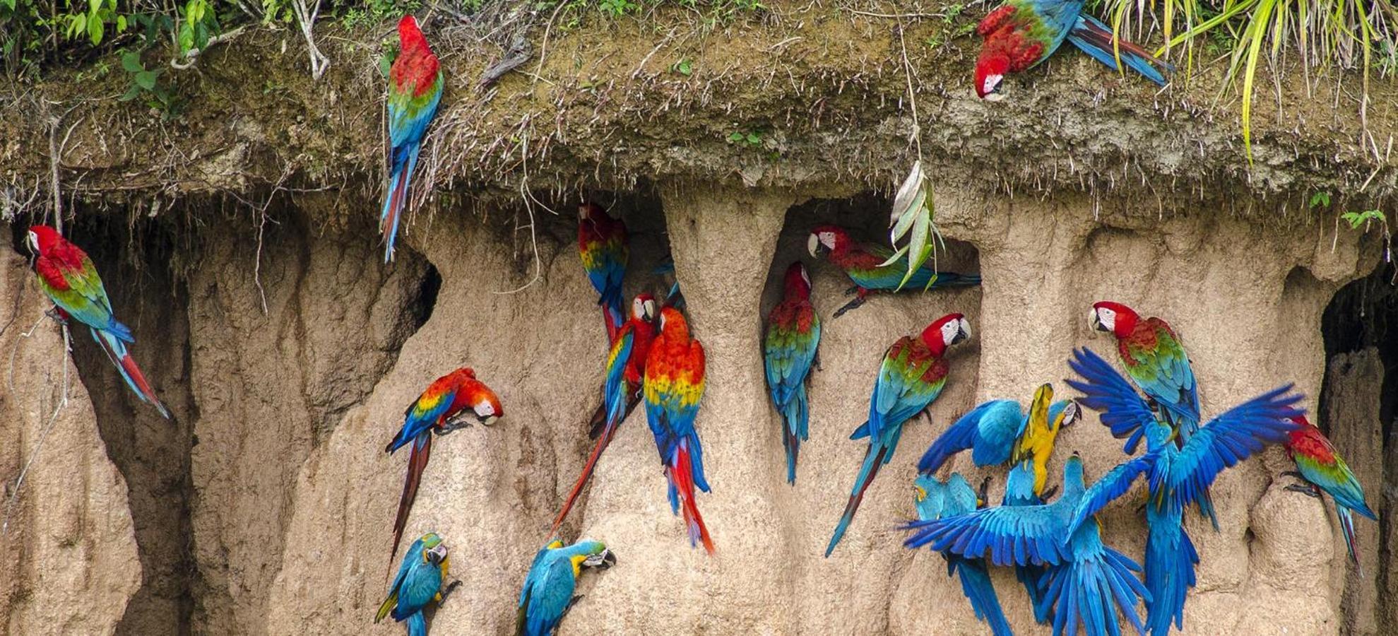 Tambopata Ecolodge Esterno foto