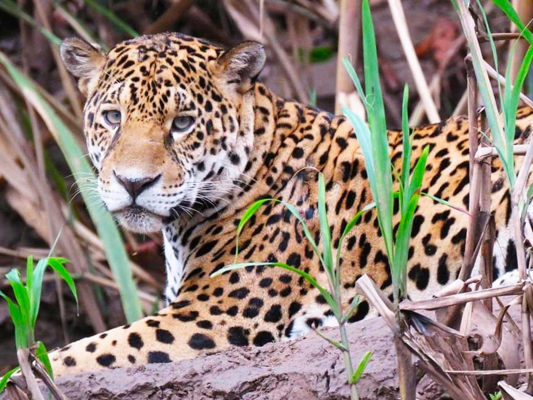Tambopata Ecolodge Esterno foto